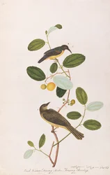 Sunbird dalla gola rossa e Bulbul dagli occhi rossi, da Disegni di uccelli di Malacca, c.1805-18
